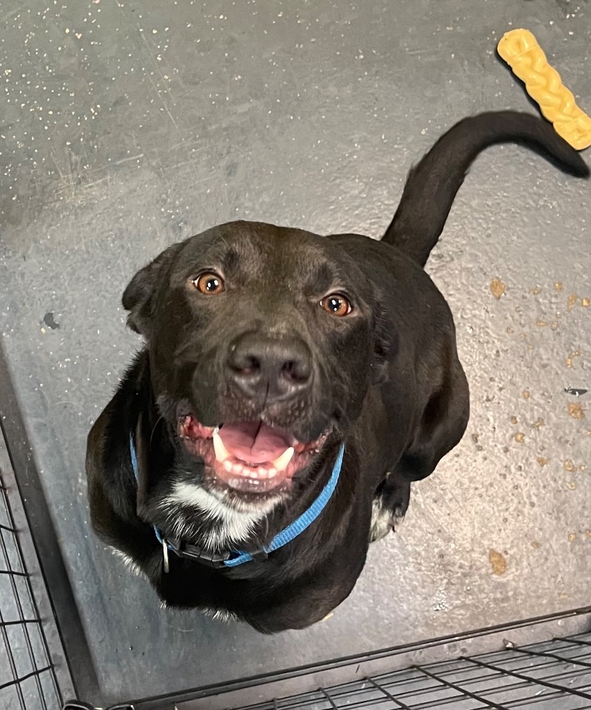 Nugent, an adoptable Labrador Retriever in St. Augustine, FL, 32084 | Photo Image 4