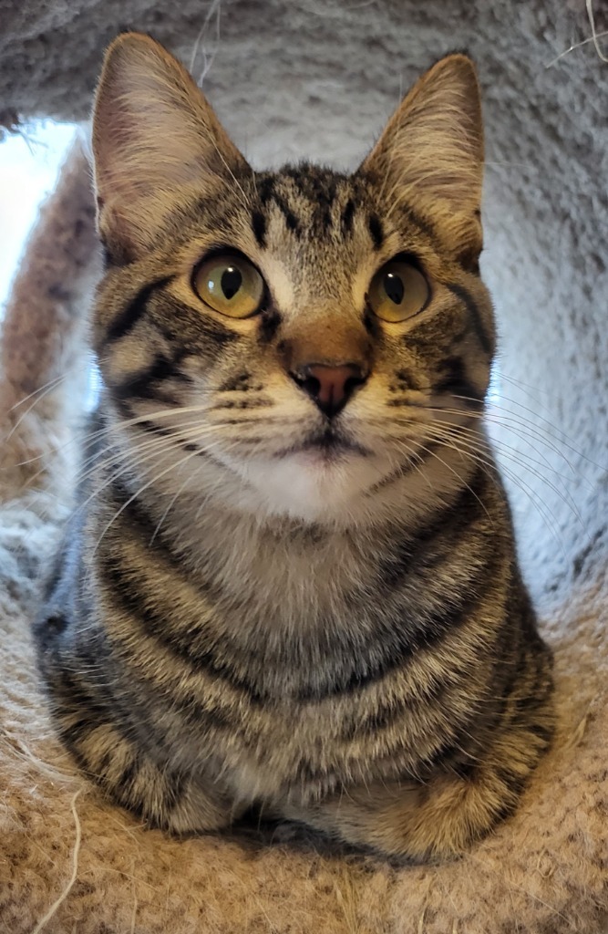 Steffanie, an adoptable Domestic Short Hair in Salt Lake City, UT, 84117 | Photo Image 1