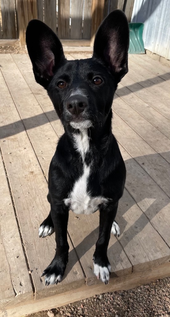 Miniature pinscher black and sales white