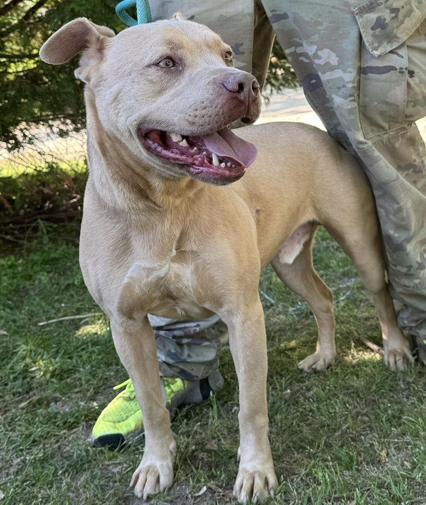 Andre, an adoptable Pit Bull Terrier in Troy, AL, 36081 | Photo Image 1