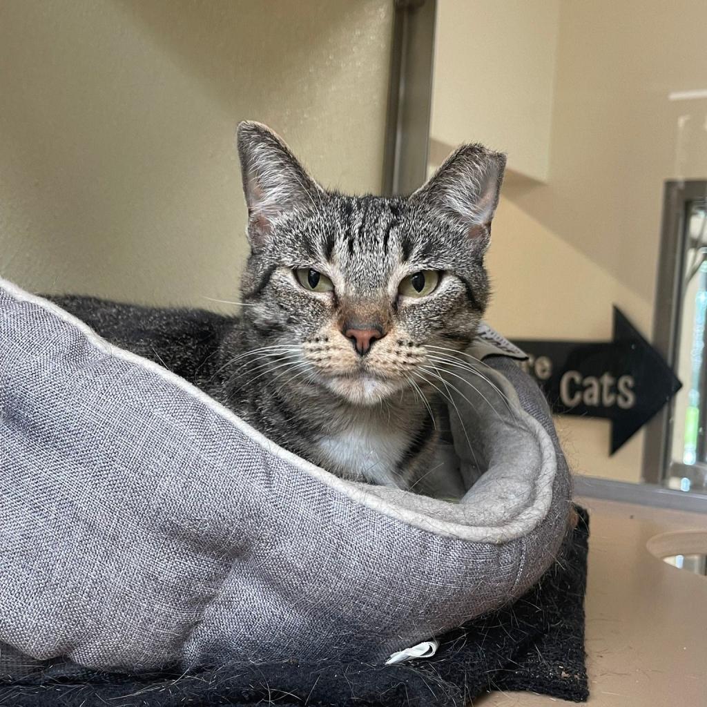 Yara, an adoptable Domestic Short Hair in Lynchburg, VA, 24502 | Photo Image 1