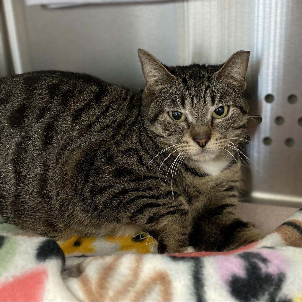 Yara, an adoptable Domestic Short Hair in Lynchburg, VA, 24502 | Photo Image 2