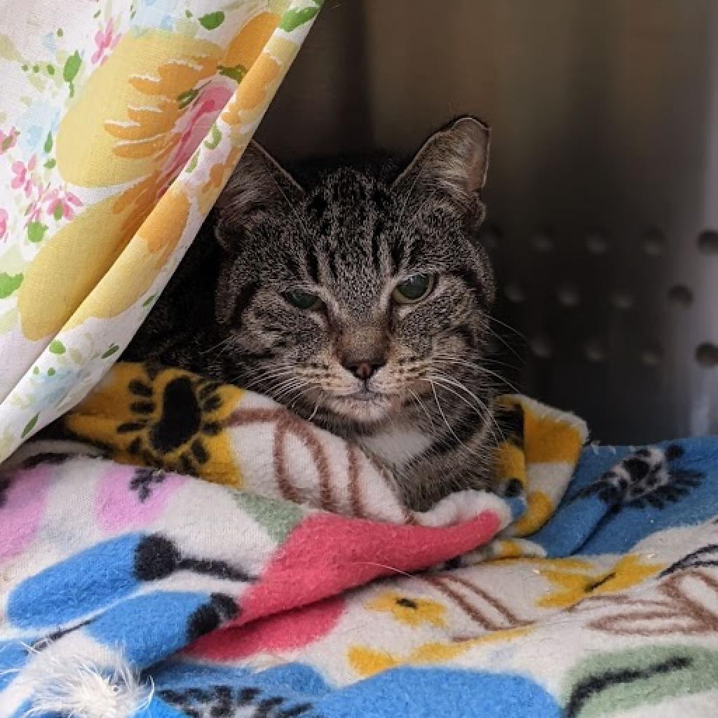 Yara, an adoptable Domestic Short Hair in Lynchburg, VA, 24502 | Photo Image 3