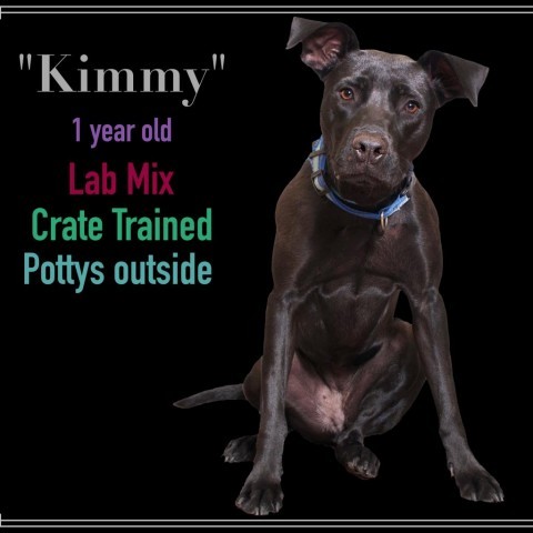 Kimmy, an adoptable Black Labrador Retriever & Terrier Mix in Montgomery, AL_image-1