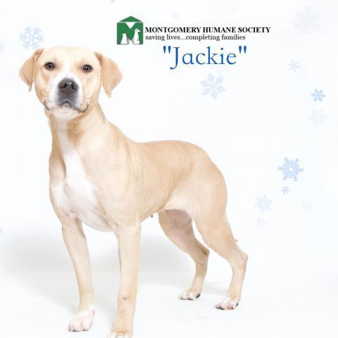 Jackie, an adoptable Retriever Mix in Montgomery, AL_image-1