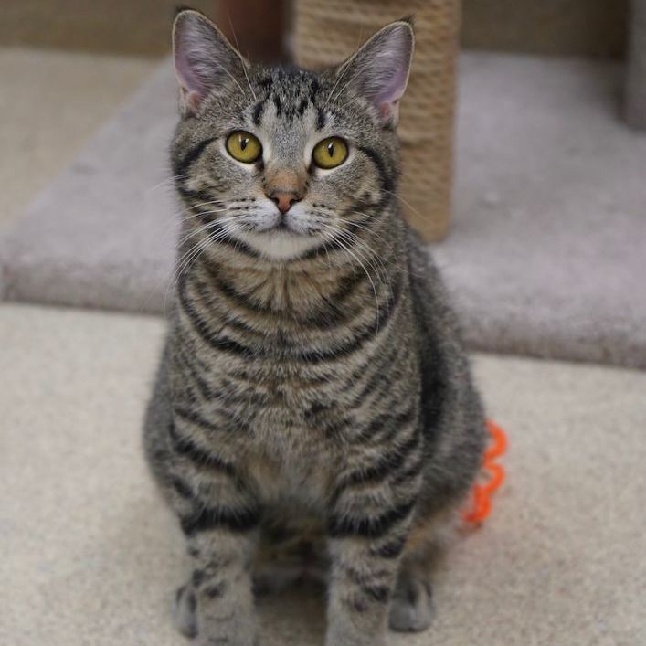 Sneezy, an adoptable Domestic Short Hair in Naperville, IL_image-3