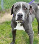 CARLOS's profile on Petfinder.com