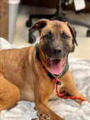 BRUNO's profile on Petfinder.com