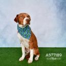 PATRICK's profile on Petfinder.com