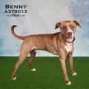 BENNY's profile on Petfinder.com