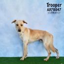 TROOPER's profile on Petfinder.com