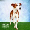 NORMA's profile on Petfinder.com