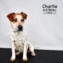 CHARLIE's profile on Petfinder.com