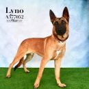 LYNO's profile on Petfinder.com