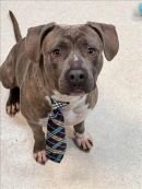 TYSON's profile on Petfinder.com