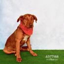 RANDY's profile on Petfinder.com