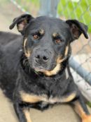 FARRAH's profile on Petfinder.com