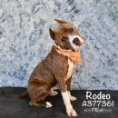 RODEO's profile on Petfinder.com
