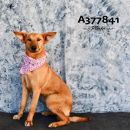 SCARLET's profile on Petfinder.com