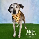 MALLY's profile on Petfinder.com