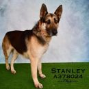 STANLEY's profile on Petfinder.com