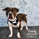 COWLY's profile on Petfinder.com