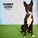 GUNNY's profile on Petfinder.com