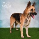 TUCCI's profile on Petfinder.com