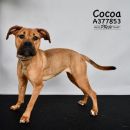 COCOA's profile on Petfinder.com
