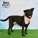 DORA's profile on Petfinder.com