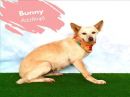 BUCKLE BUNNY's profile on Petfinder.com