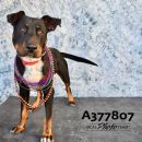 MARTY's profile on Petfinder.com