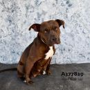 POLLY's profile on Petfinder.com