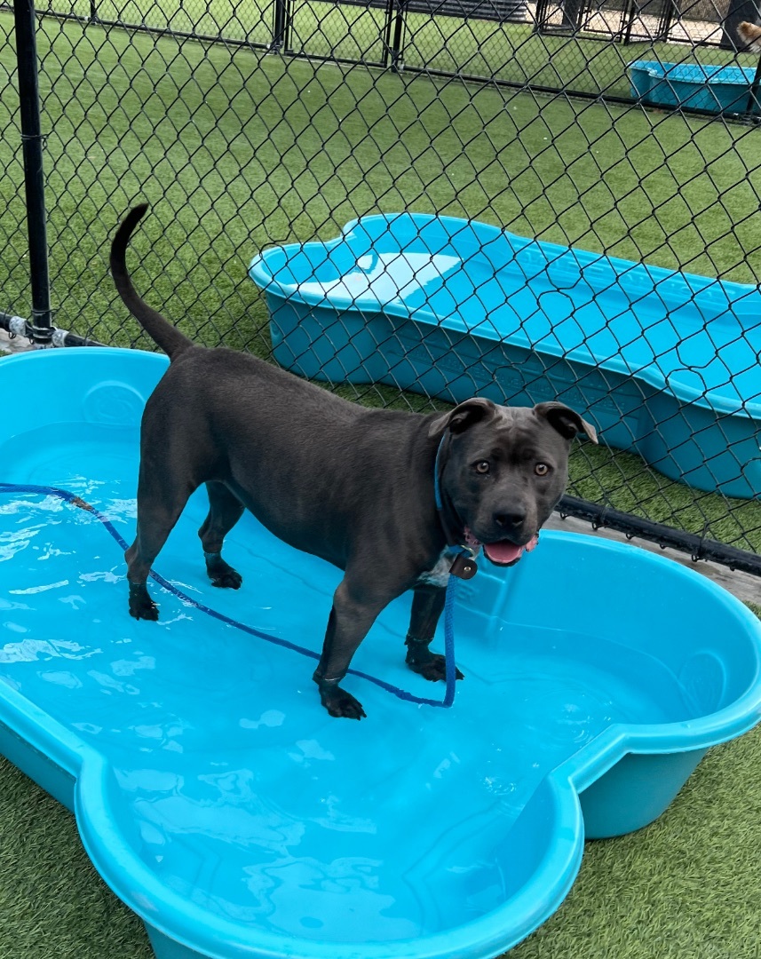 Beanie Baby- FOSTER NEEDED- sweet CA girl, an adoptable Pit Bull Terrier in Ferndale, WA, 98248 | Photo Image 2