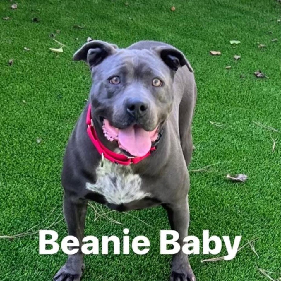 Beanie Baby- FOSTER NEEDED- sweet CA girl, an adoptable Pit Bull Terrier in Ferndale, WA, 98248 | Photo Image 3