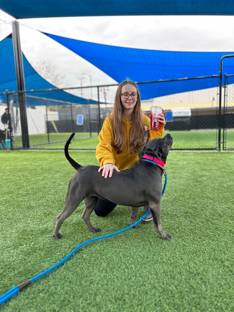 Beanie Baby- FOSTER NEEDED- sweet CA girl, an adoptable Pit Bull Terrier in Ferndale, WA, 98248 | Photo Image 4