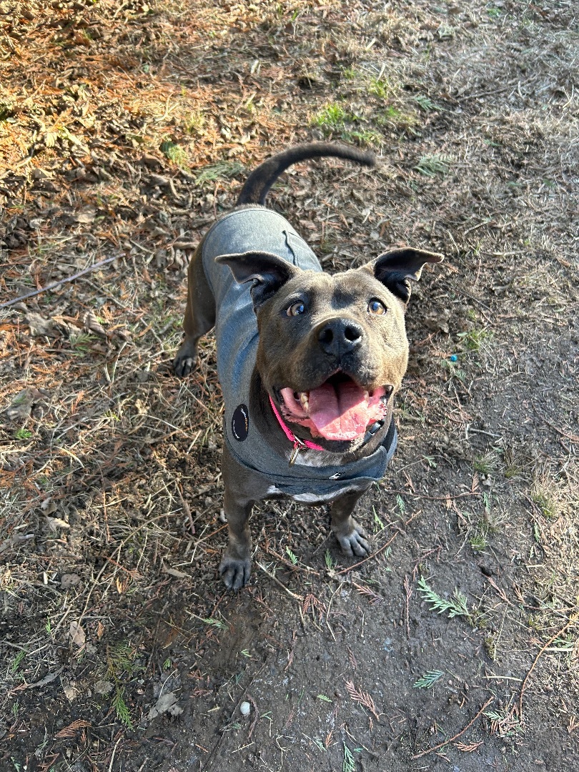 Beanie Baby- FOSTER NEEDED- sweet CA girl, an adoptable Pit Bull Terrier in Ferndale, WA, 98248 | Photo Image 1