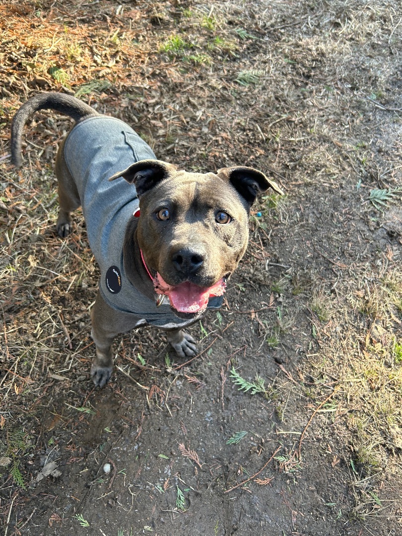 Beanie Baby- FOSTER NEEDED- sweet CA girl, an adoptable Pit Bull Terrier in Ferndale, WA, 98248 | Photo Image 6