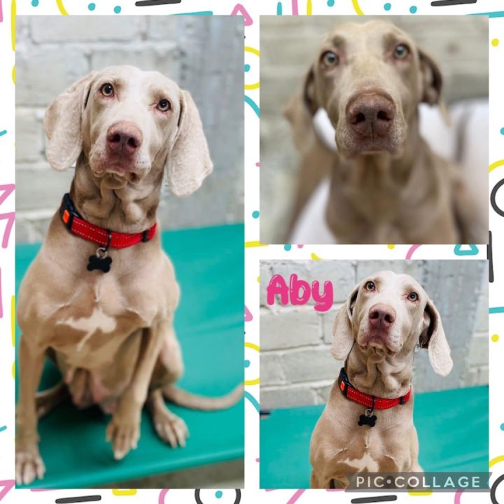 Aby, an adopted Weimaraner in St. Louis, MO_image-1