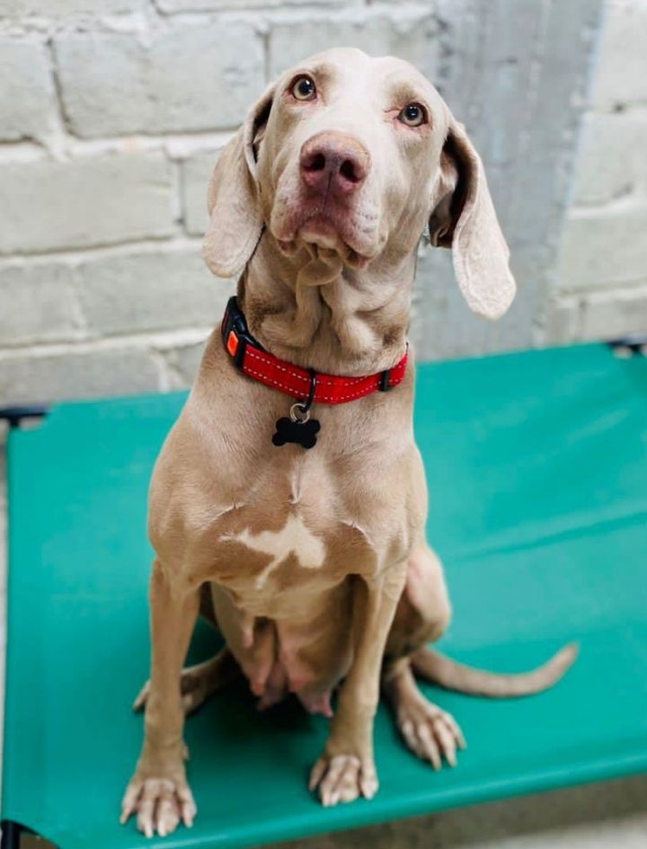 Aby, an adopted Weimaraner in St. Louis, MO_image-2
