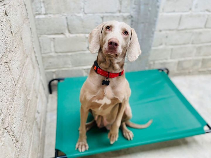 Aby, an adopted Weimaraner in St. Louis, MO_image-3