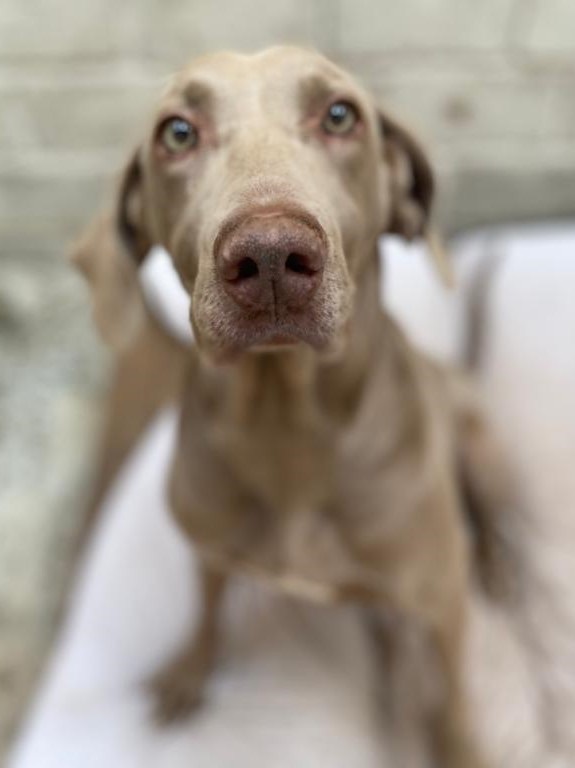 Aby, an adopted Weimaraner in St. Louis, MO_image-4
