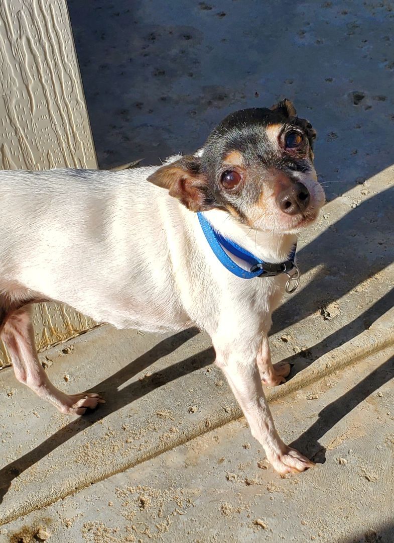 Toy fox terrier clearance adoption