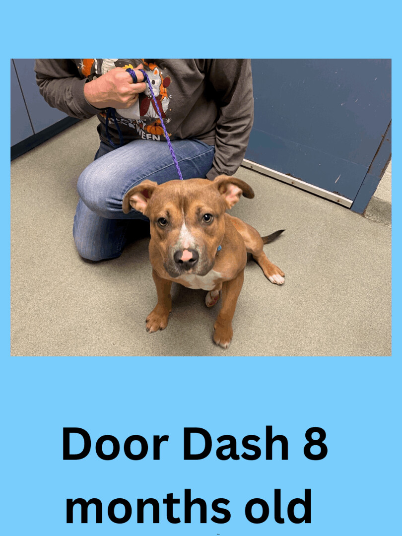 Door Dash, an adoptable Mixed Breed in Ravenna, OH, 44266 | Photo Image 2