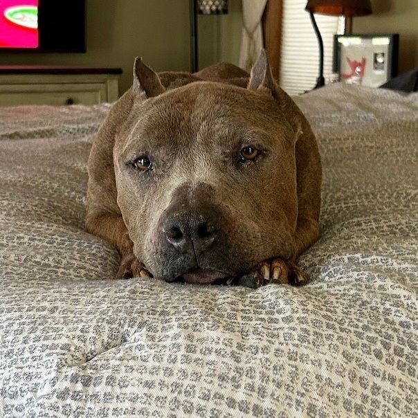 Poncho- senior boy looking to retire , an adoptable Staffordshire Bull Terrier in Ferndale, WA, 98248 | Photo Image 1