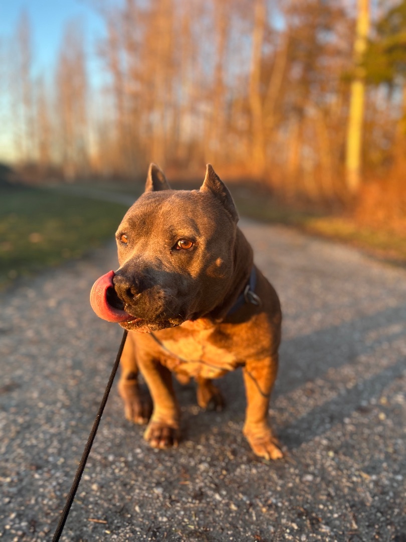 Poncho- senior boy looking to retire , an adoptable Staffordshire Bull Terrier in Ferndale, WA, 98248 | Photo Image 2