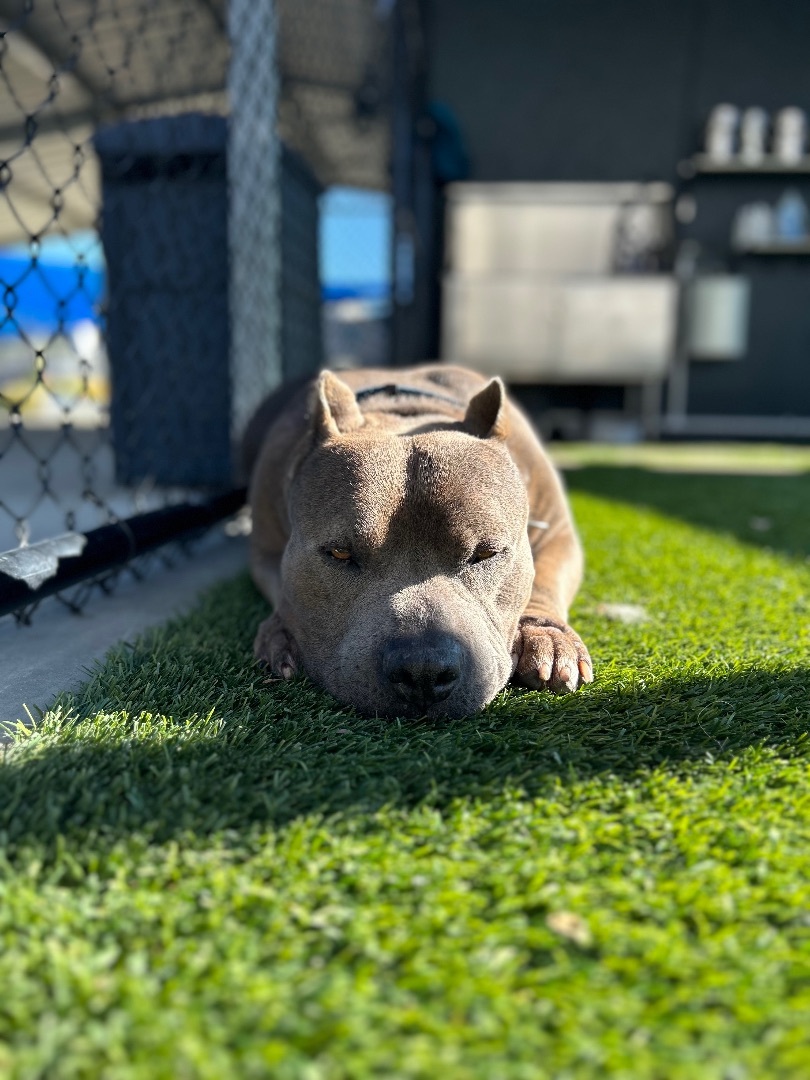 Poncho- senior boy looking to retire , an adoptable Staffordshire Bull Terrier in Ferndale, WA, 98248 | Photo Image 3