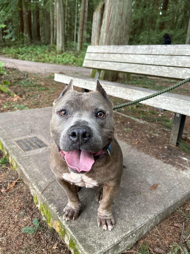 Poncho- senior boy looking to retire , an adoptable Staffordshire Bull Terrier in Ferndale, WA, 98248 | Photo Image 4