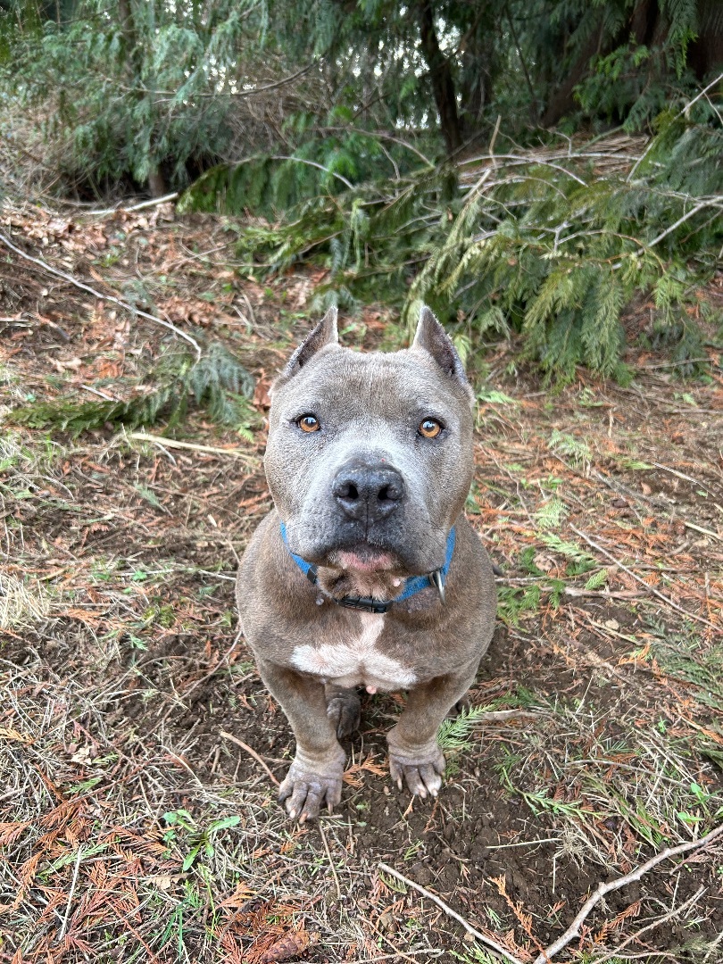 Poncho- senior boy looking to retire , an adoptable Staffordshire Bull Terrier in Ferndale, WA, 98248 | Photo Image 5