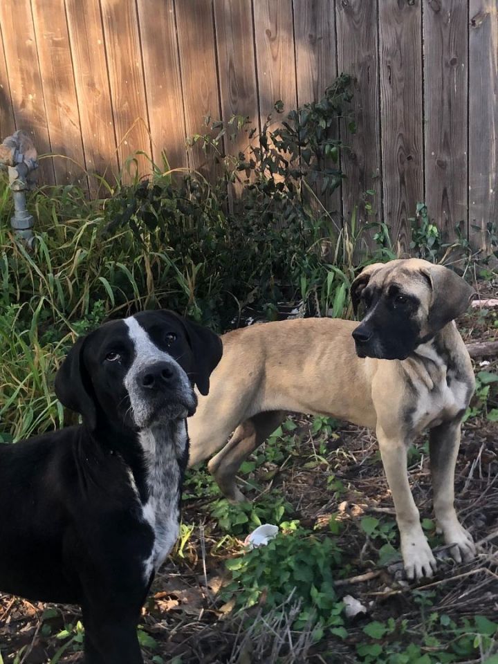 Duke, an adopted Labrador Retriever Mix in Boise, ID_image-3